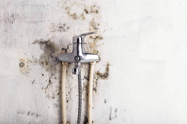 Best Black Mold Removal  in Booneville, AR