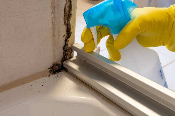 Best Emergency Mold Removal  in Booneville, AR