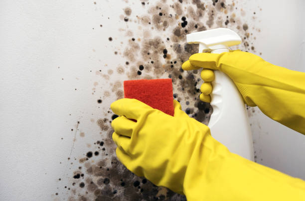Best Certified Mold Removal  in Booneville, AR