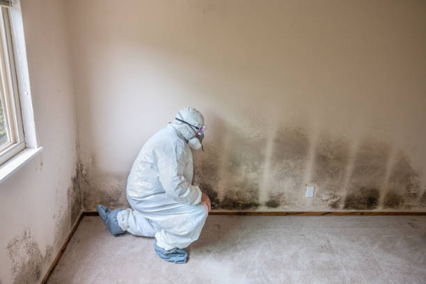 Best Mold Remediation Services  in Booneville, AR
