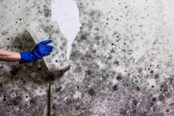 Mold Removal Process in Booneville, AR