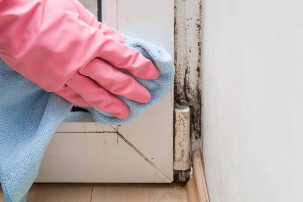 Best Same-Day Mold Removal  in Booneville, AR